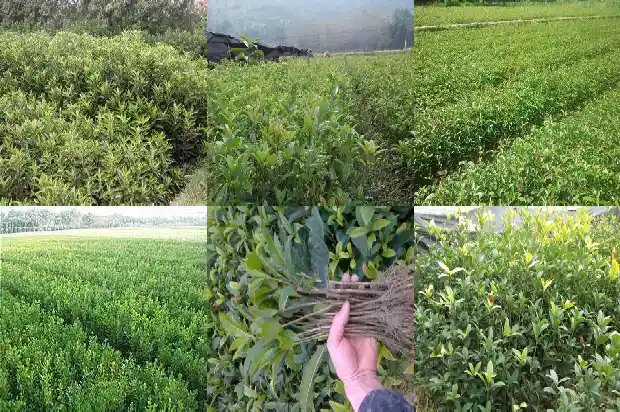 桂花啥时候剪枝子最好1688433513820
