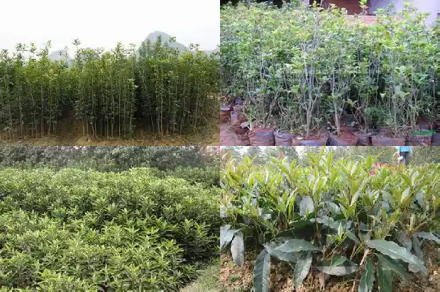 桂花什么时候嫁接合适1688792919736