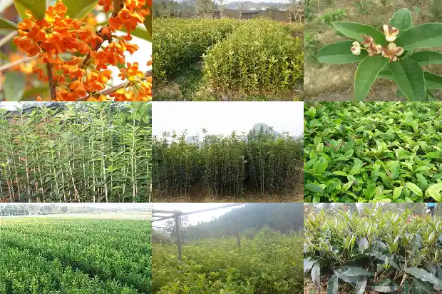 有关桂花的美文1686617609673