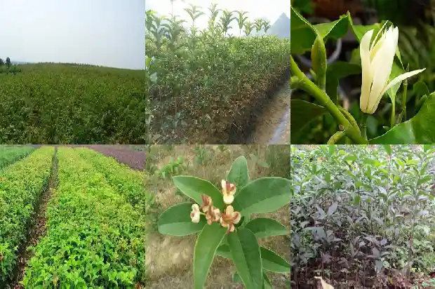 有关桂花的美文1686617609721