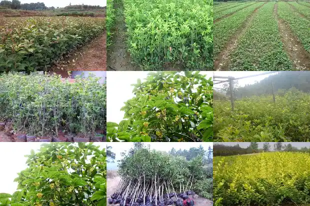 有关桂花的美文1686617609768