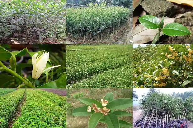 批发桂花苗 桂花苗批发1689899579609