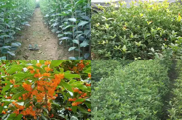 桂花茶的美文1686617657665