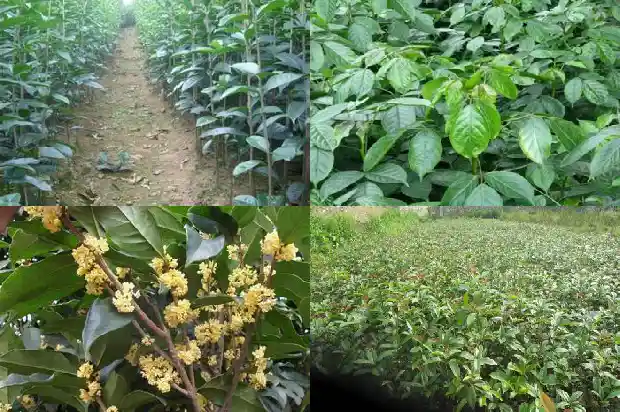 桂花茶的美文1686617657713