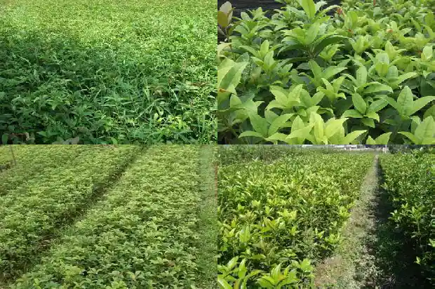 桂花茶的美文1686617657809