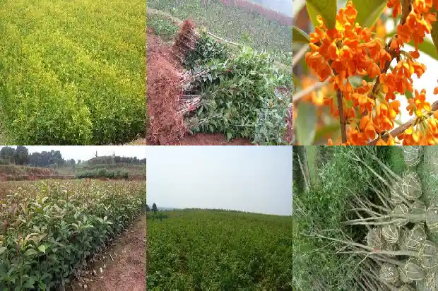 关于桂花的笑话段子有哪些1686617665426