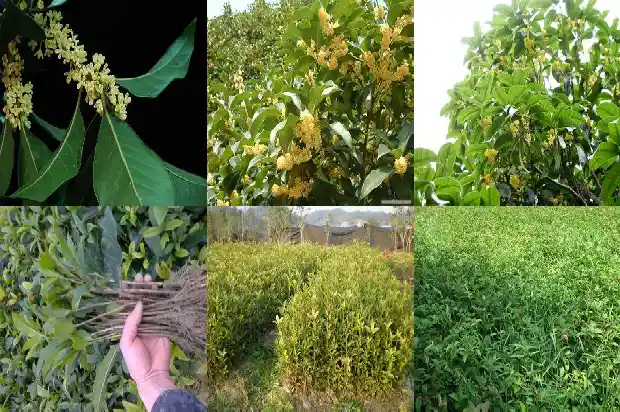 桂花树种在门口东边还是西边1688692514835