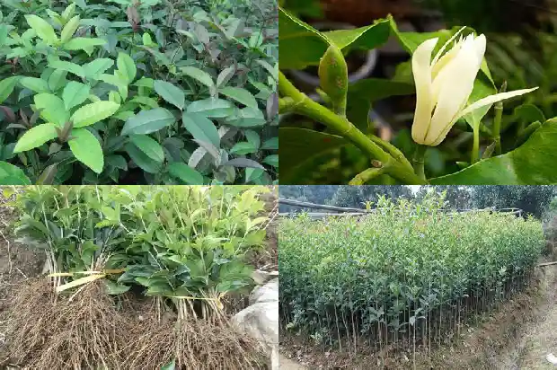 关于桂花的文段1686617688880