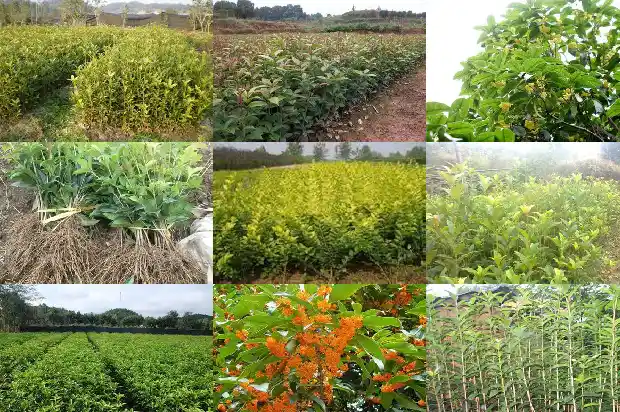 关于桂花的文段1686617688928