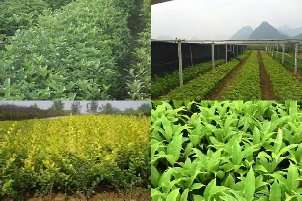 桂花树苗回收1690504626580