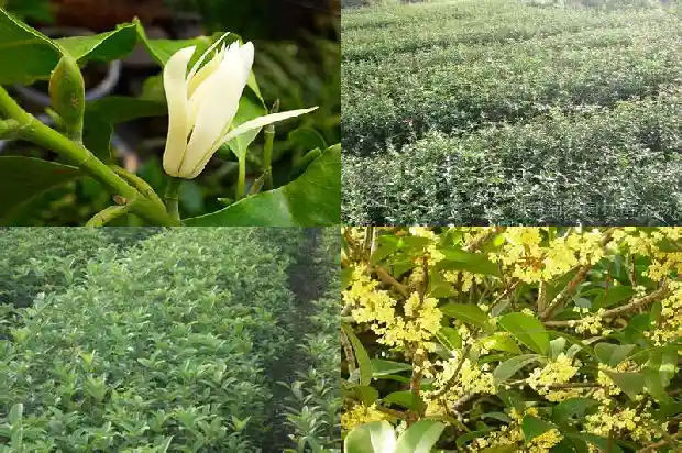 关于桂花的笑话故事简短1686617699111