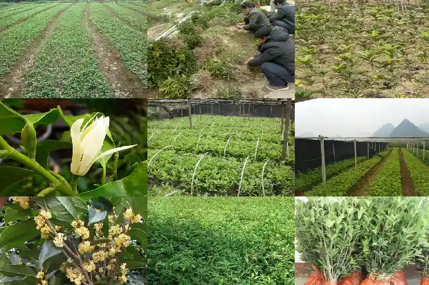 桂花的趣事1686617710852