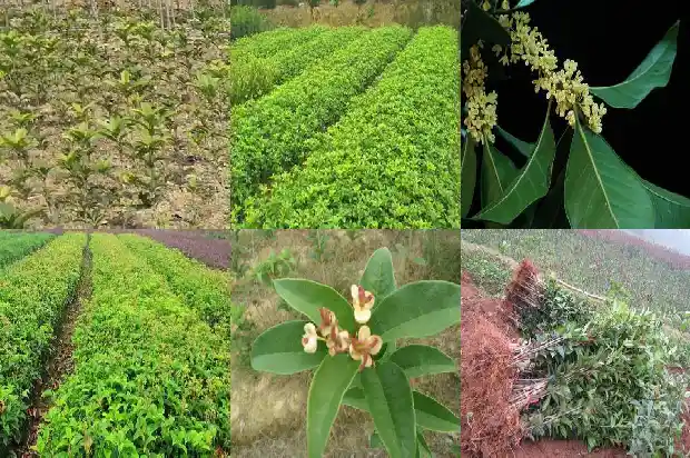 有关桂花故事1686617733534