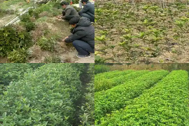 桂花树哪种品种好养1690331689399