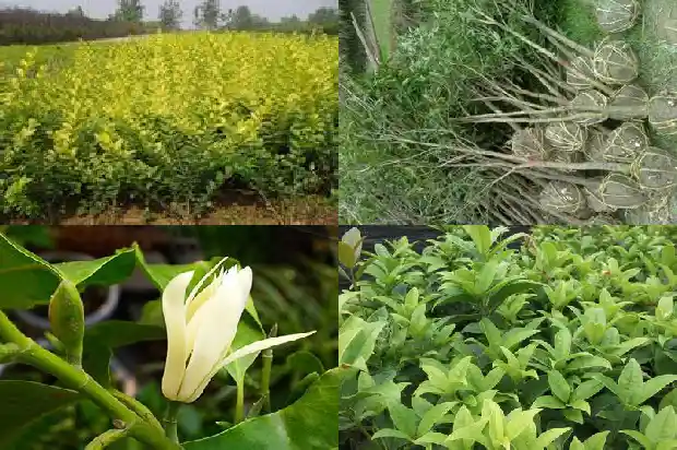 桂花 俗语1686617766438