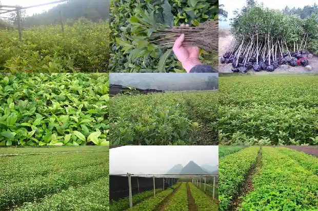 桂花 俗语1686617766533