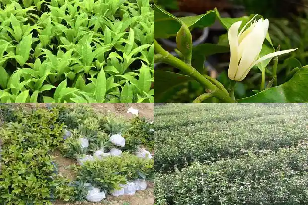 桂花夸张的成语有哪些1686617775989