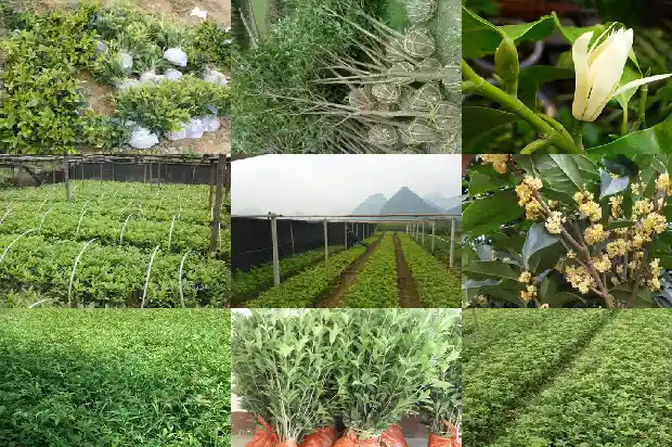 有关桂花的短句子1686617787529