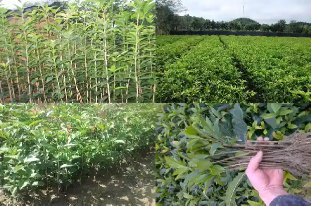 桂花的句子唯美短句1686617797698