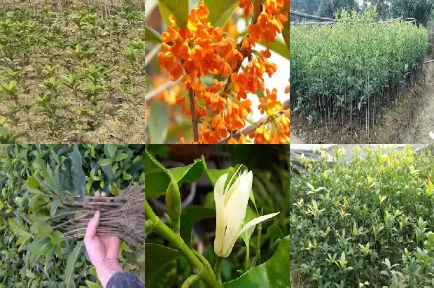 桂花的搞笑句子大全短句1686617805373