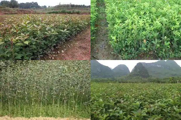 桂花的搞笑句子大全短句1686617805421