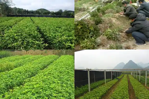 桂花的搞笑句子大全简短1686617815988