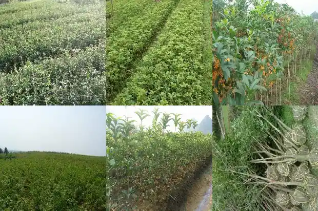 桂花的搞笑句子大全简短1686617816036