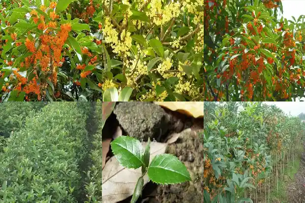 桂花泡茶喝功效1689381538821