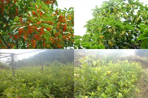 关于桂花的夸张句俗语大全1686617861011