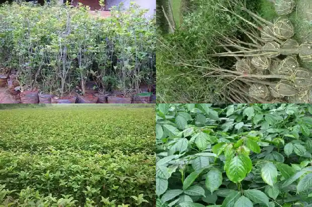 桂花夸张句大全1686617871038