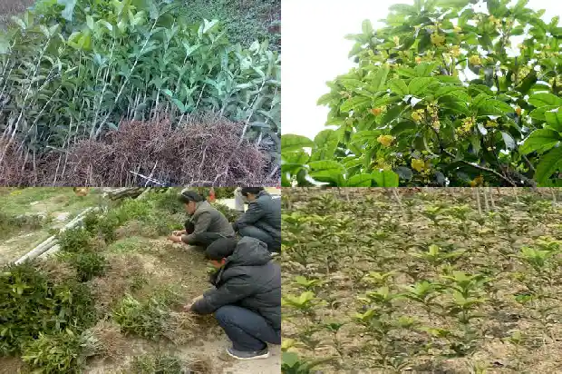 桂花的语句唯美的句子1686617878618
