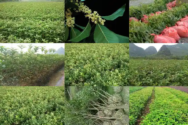 桂花的搞笑说说句子大全1686617890576