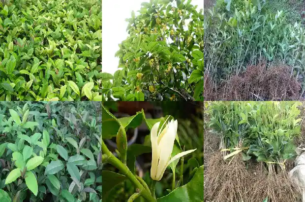 桂花的搞笑说说句子大全1686617890672