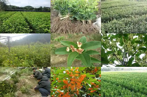 桂花的搞笑说说句子大全1686617890719