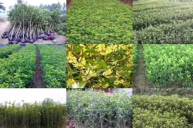 形容桂花香的幽默句子1686617916173