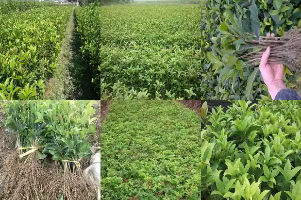形容桂花香的幽默句子1686617916221