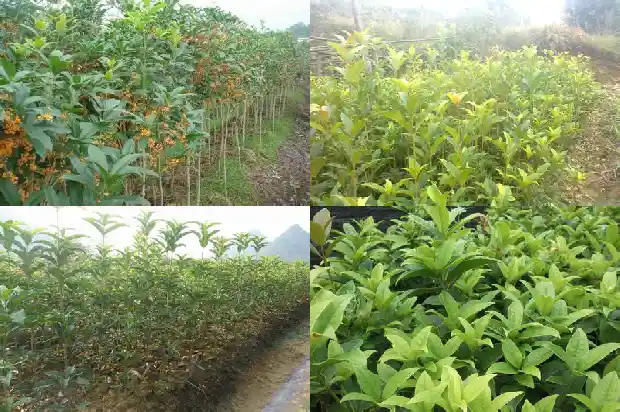 打桂花的说说句子1686617926199