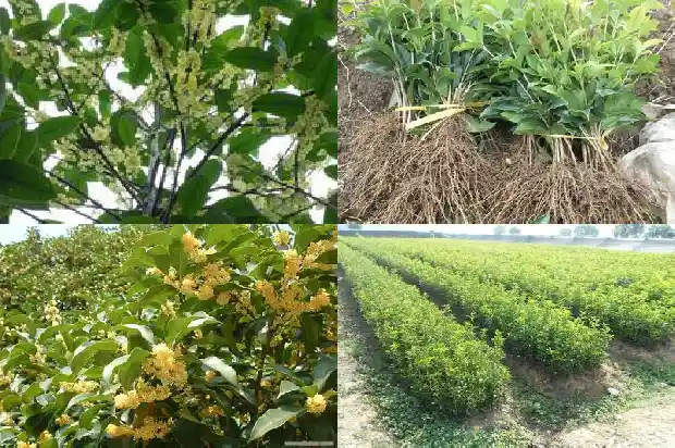 八月桂花香说说赞了1688793232516