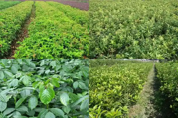 桂花开了怎么发说说1686617934682
