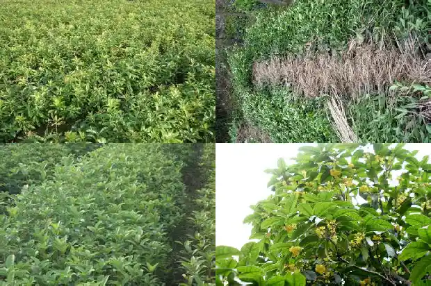 打桂花的句子1686617944569