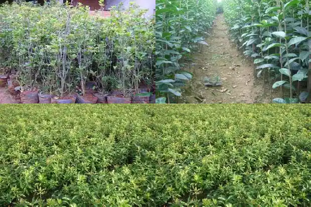 欣赏桂花的心情说说短句1686617974635