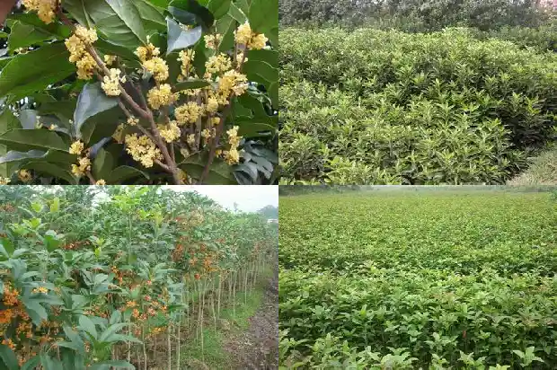 什么人不可以喝桂花茶1689207867036