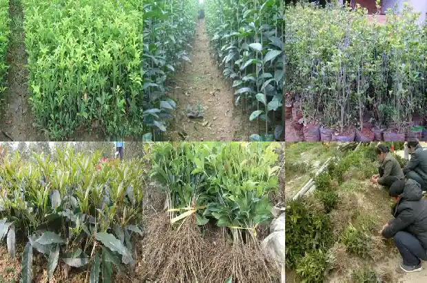 哪里批发桂花树苗最便宜的呢1688522468040