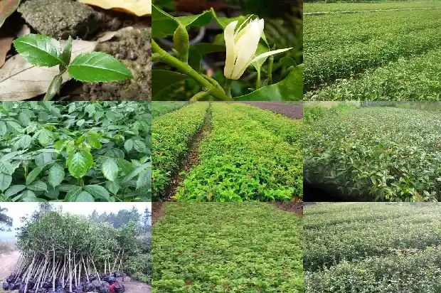 桂花排名前十1688693134485