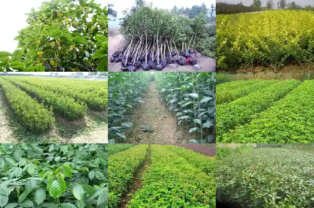红枣枸杞桂花茶的功效与作用1689313336744
