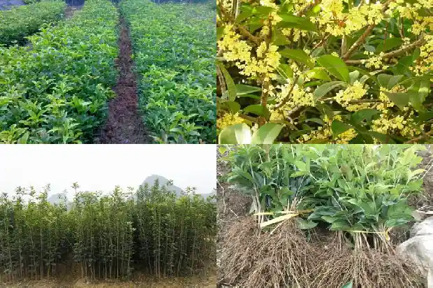 八月桂花树苗其他时候会开花吗1690245738480