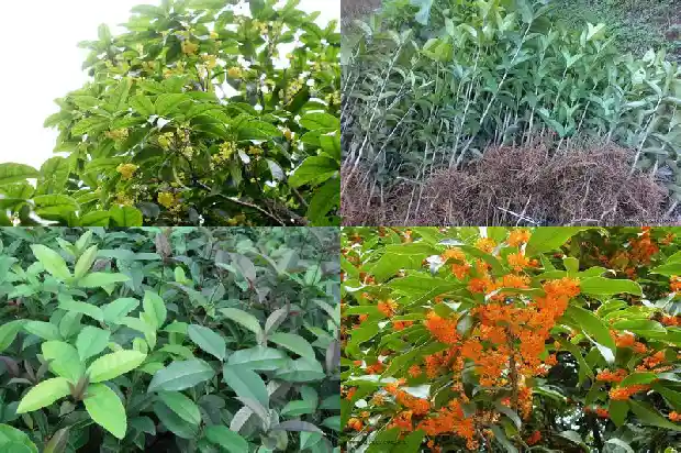 描写桂花段落一百字1686618102184