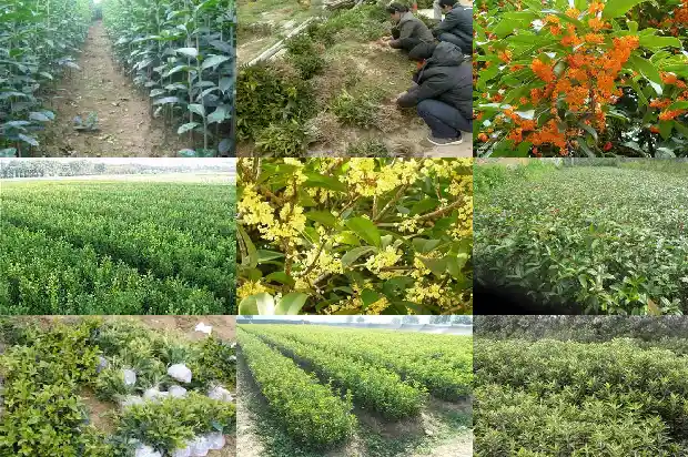 桂花树产地在哪里最好呢1686618126020
