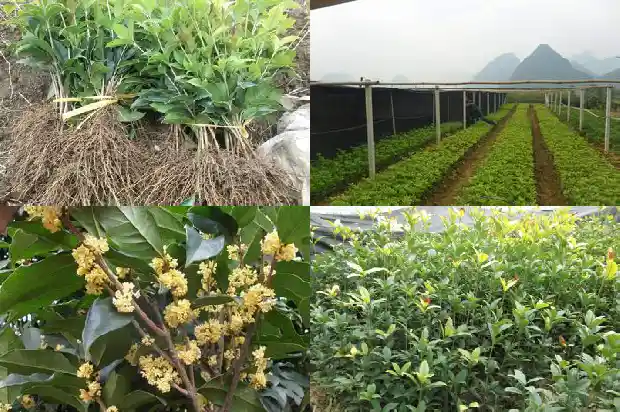 冬季开花的桂花1688861681879