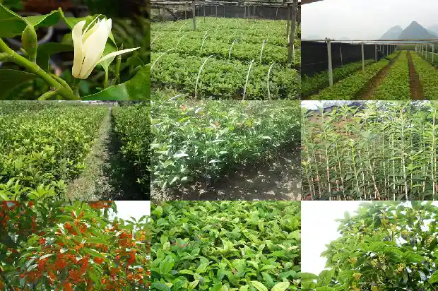 桂花树的原产地是哪里?1686618153068